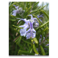 Rosmarinus officinalis Tuscan Blue