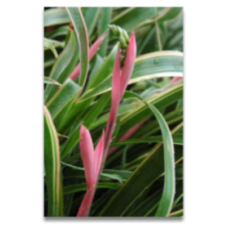 Bilbergia nutans Variegata (personal shoppers only)