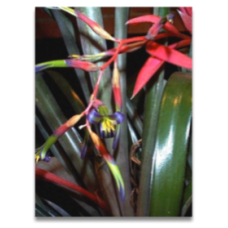 Bilbergia nutans (personal shoppers only)