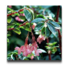Begonia foliosa var. miniata