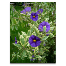 Solanum rantonnetii variegata